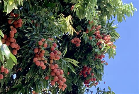 百年荔枝樹|【百年荔枝樹】台灣百年荔枝樹傳奇：繁衍後代遍全台，搶救百年。